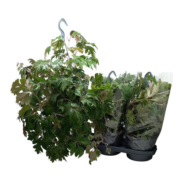 <h4>Cissus rhombifolia Ellen Danica 19Ø 45cm</h4>