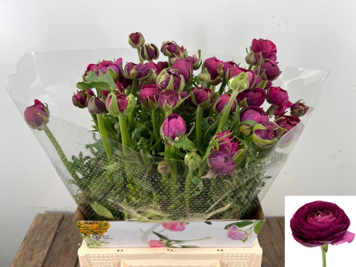 <h4>RAN EL VIOLET</h4>