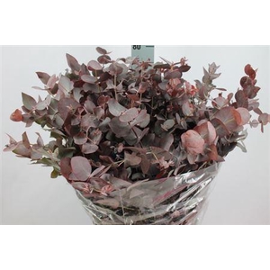 Euca Cinerea Klb Rood Lang 300gr