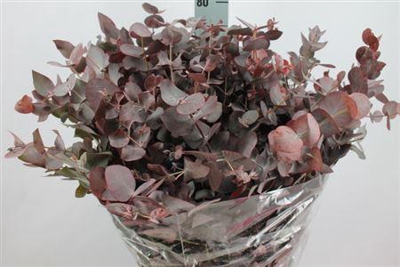 <h4>Euca Cinerea Klb Rood Lang 300gr</h4>