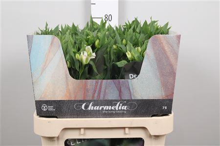 Alst Fl Charme White