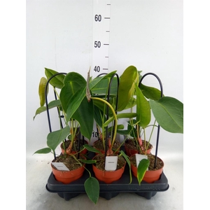 Anthurium   ...