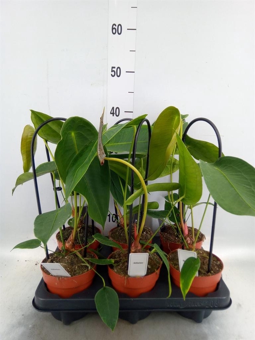 <h4>Anthurium   ...</h4>