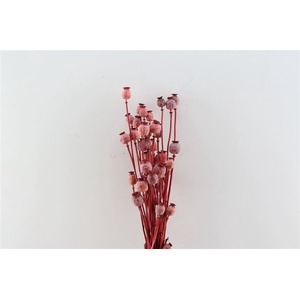 Dried Papaver X5 Red Bunch