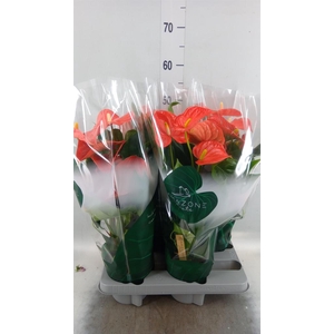 Anthurium andr. 'Florida'