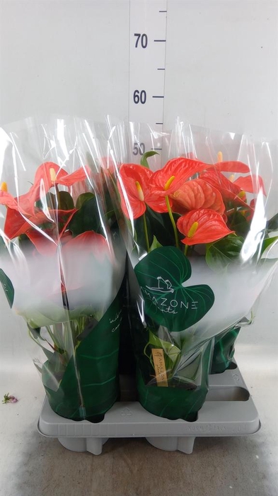 <h4>Anthurium andr. 'Florida'</h4>