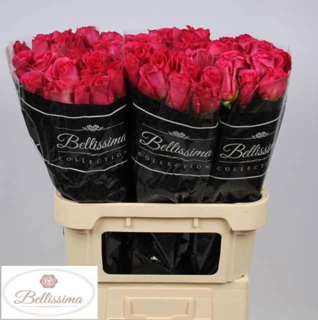 <h4>R GR PINK FLOYD!</h4>