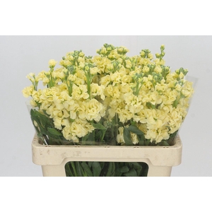 Matthiola Iron Yellow