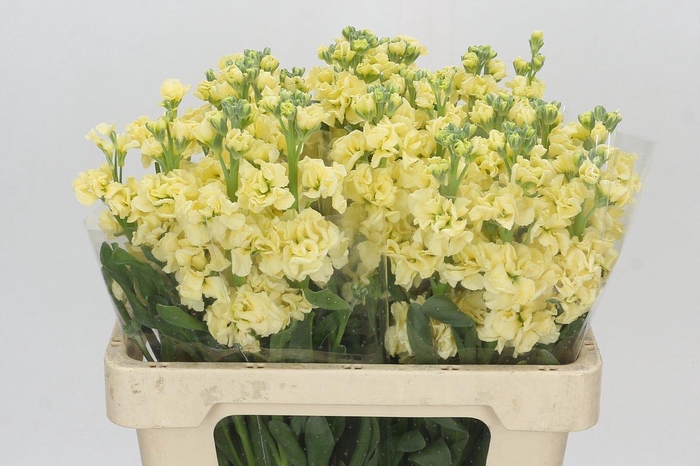 <h4>Matthiola Iron Yellow</h4>