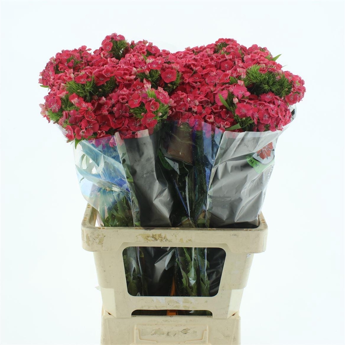 <h4>Di Barb S Will Coral N L</h4>