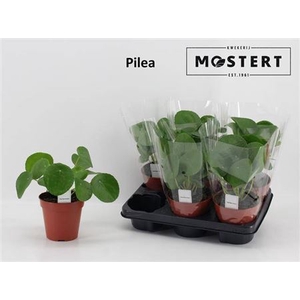 Pilea Peperomioides