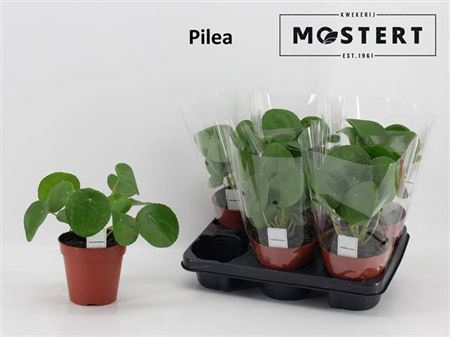 <h4>Pilea Peperomioides</h4>