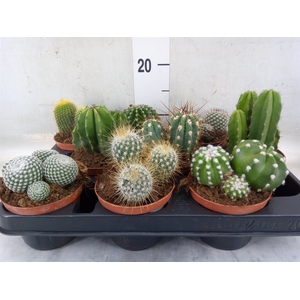 Cactus   ...mix  6