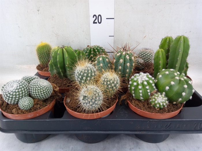 <h4>Cactus   ...mix  6</h4>