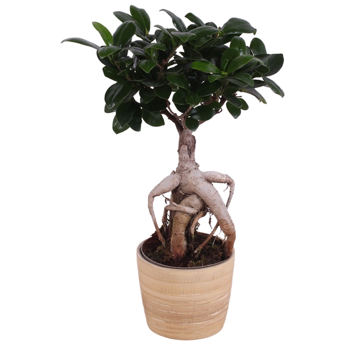 <h4>Ficus Mi Ginseng Wood</h4>