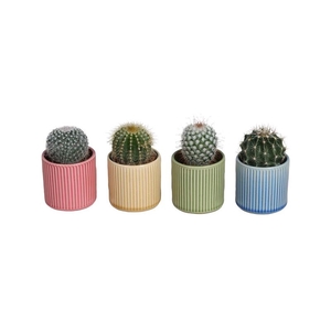 CACTACEAE p6 L 67539