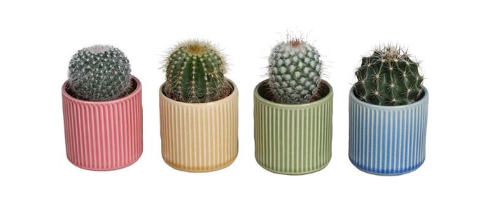 <h4>CACTACEAE p6 L 67539</h4>
