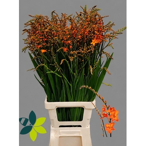 Crocosmia Peach Melba 90cm