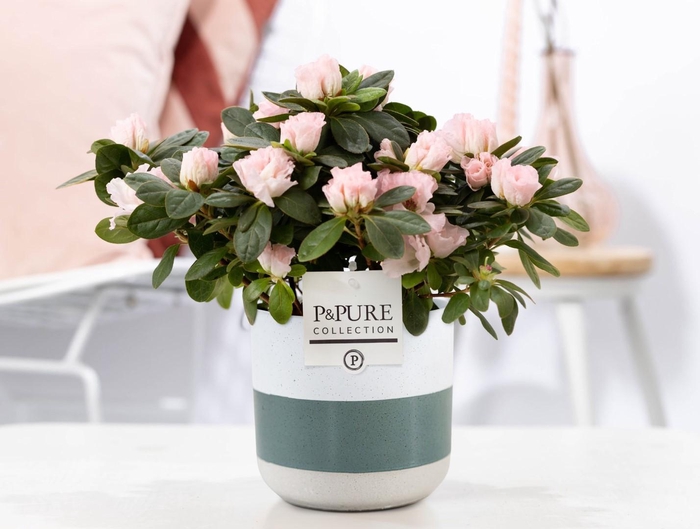 <h4>1st class Azalea pink in P&PURE Lauren ceramics</h4>