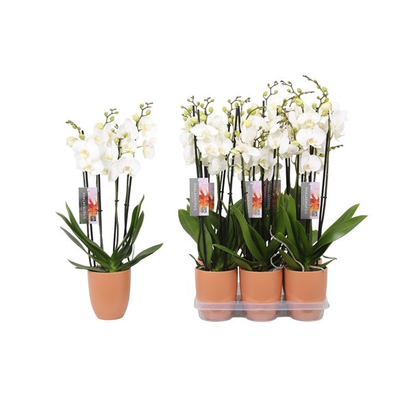 <h4>Phalaenopsis White, 4-spike Orange Ceramics</h4>