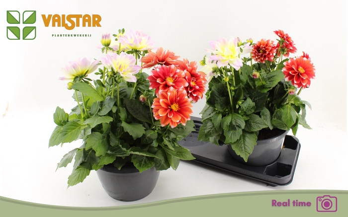 <h4>DAHL L ME RED</h4>