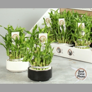DRA LUCKY BAMBOO