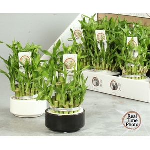 DRA LUCKY BAMBOO