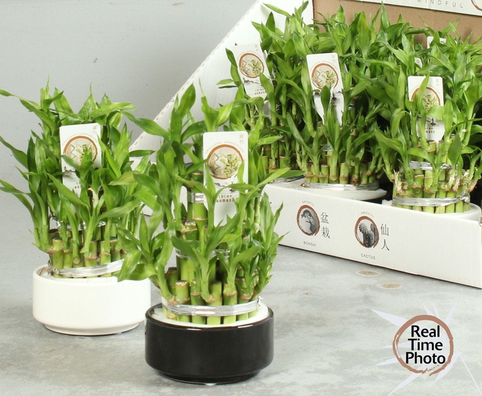 <h4>DRA LUCKY BAMBOO</h4>