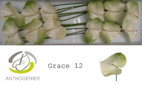 <h4>ANTH A GRACE 12</h4>