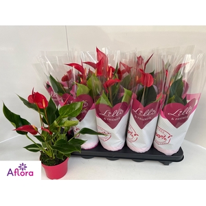 ANTHU BANDEROLA ROJA