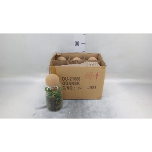 Arr.   Kamerplant Groen L%