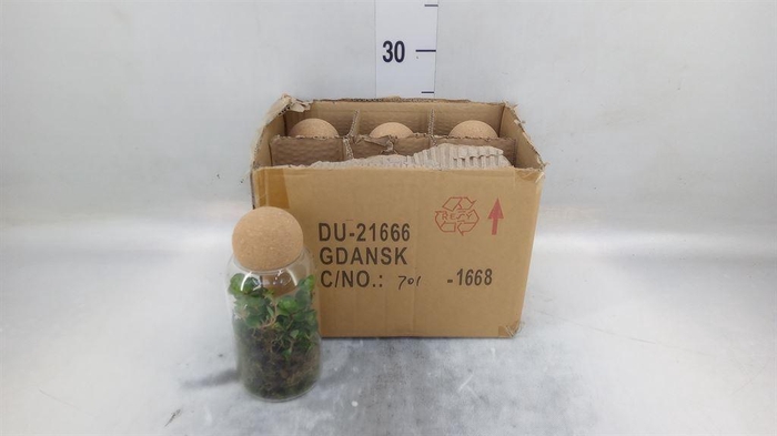 <h4>Arr.   Kamerplant Groen L%</h4>
