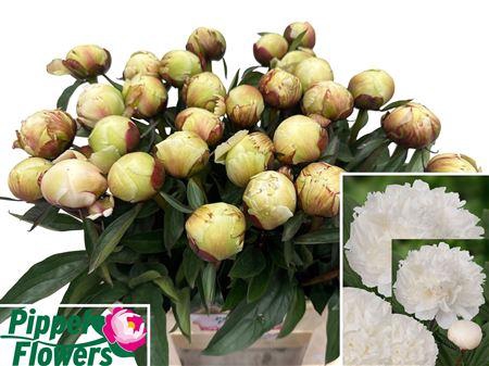 <h4>Paeo L Dr F Brethour Extra!!</h4>
