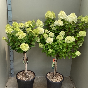 HYDR PANICULATA