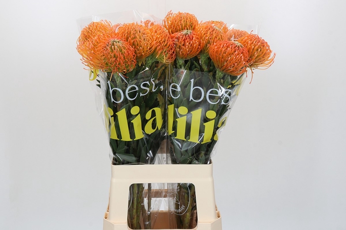 Nutans Ayoba Peach