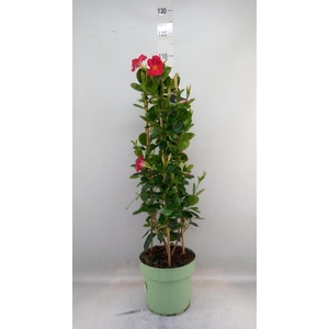 Mandevilla am. 'Sundav Early Scarl'