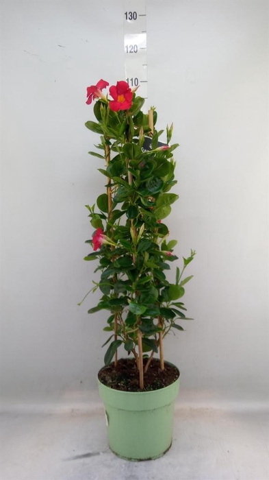 <h4>Mandevilla am. 'Sundav Early Scarl'</h4>