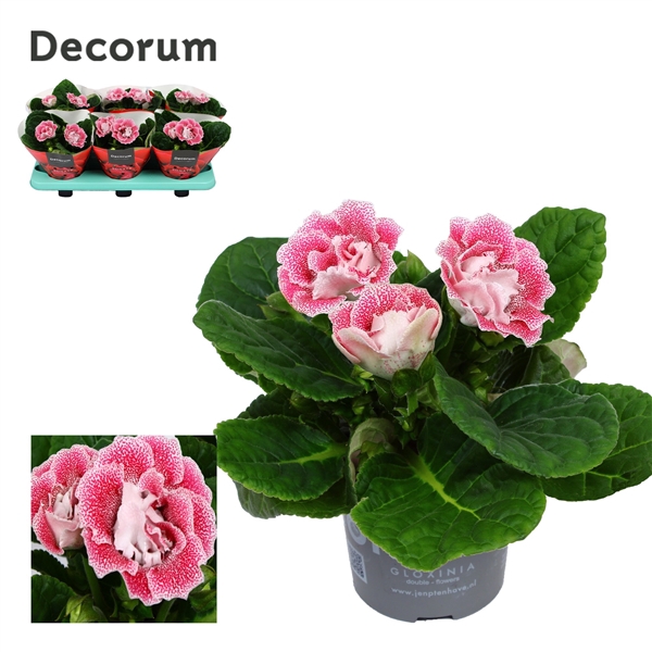 <h4>Gloxinia NEW Pink Spot Roze-Wit Decorum</h4>