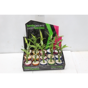 DRACENA LUCKY BAMBOO P06