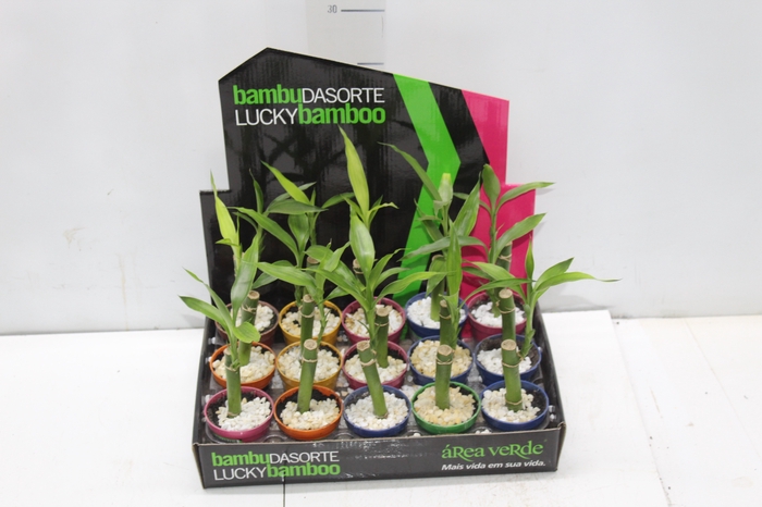<h4>DRACENA LUCKY BAMBOO P06</h4>