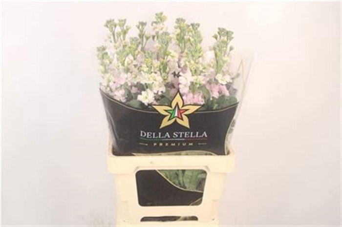 <h4>MATTH STOX SILVER</h4>