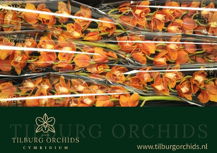 <h4>Cymb T Balou</h4>