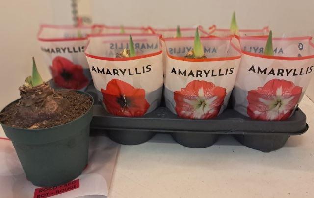 <h4>HIPPEAS GEM 2 SRT</h4>