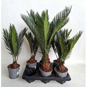 CYCAS REVOLUTA