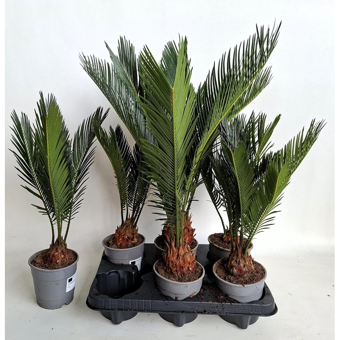<h4>CYCAS REVOLUTA</h4>