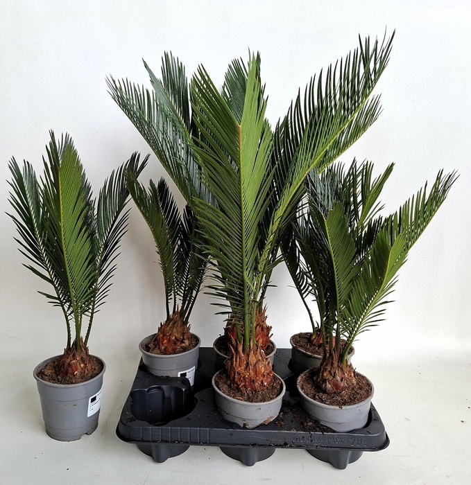 CYCAS REVOLUTA