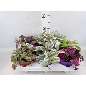 Tradescantia   ...mix