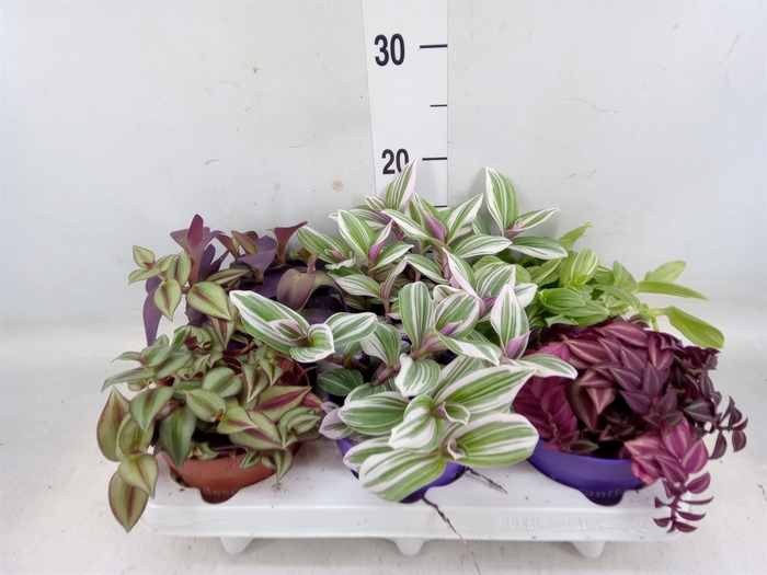 <h4>Tradescantia   ...mix</h4>