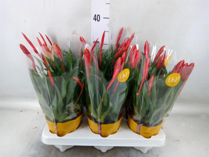 <h4>Vriesea 'Conchita'</h4>