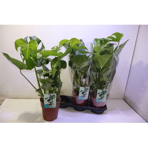 arr8 Monstera Deliciosa